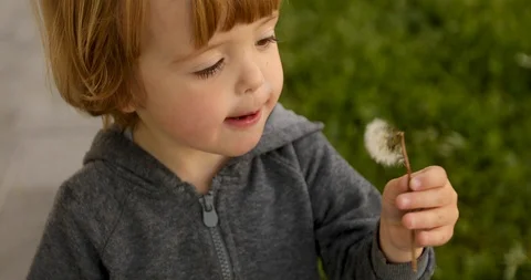 Interested child blowing on dandelion Stock Footage 112601194