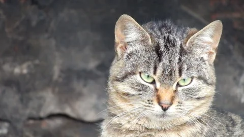 Interested common tabby cat is watching the object Stock Footage 82932914