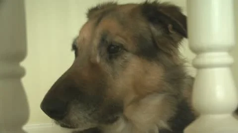 Interested Dog Stock-Footage 10900099