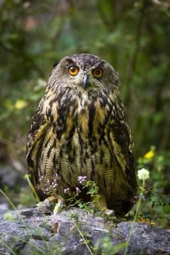 Interested eurasian eagle-owl looking into camera from front view Stock Photos