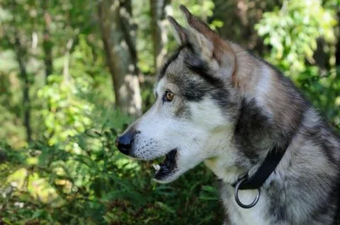Interested husky Stock Photos
