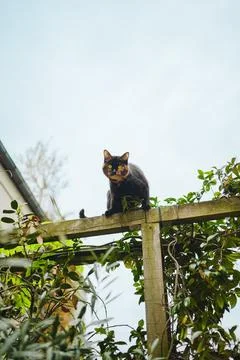 Interested Kitten Starring Down from its Top Position Above the Garden Stock Photos