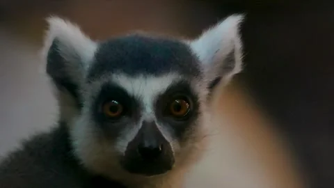 An interested lemur Stock Footage 283072565