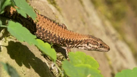 Interested lizard breathing quickly in green nature environment - telephoto Vídeo Stock 195961393