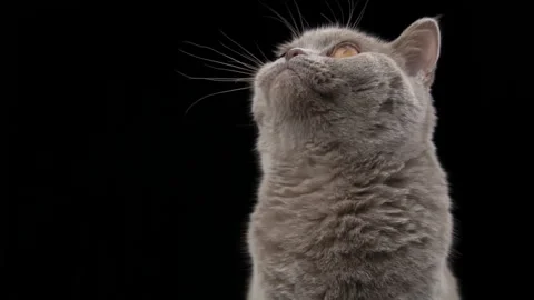Interested Muzzle of a Scottish Cat Close-up on a Black Background Stock Footage 204774491