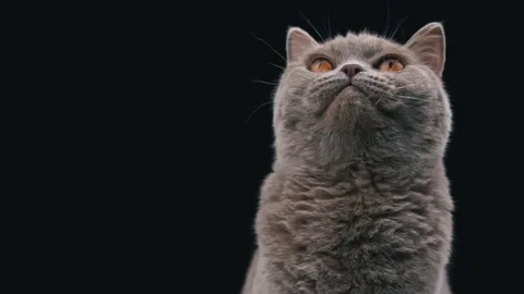 Interested Muzzle of a Scottish Cat Close-up on a Black Background Video stock 209253831