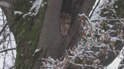 Interested owl in the tree, 8K Stock Footage 164387728