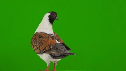 Interested pigeon on a green screen. Stock Footage 123341110