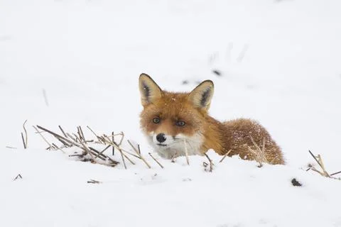 Interested red fox lying on a field covered with white snow in winter Stock Photos
