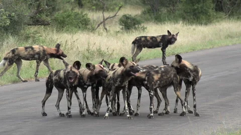 Interesting animal interaction as a pack of African wild dogs huddle Vidéo 152186416