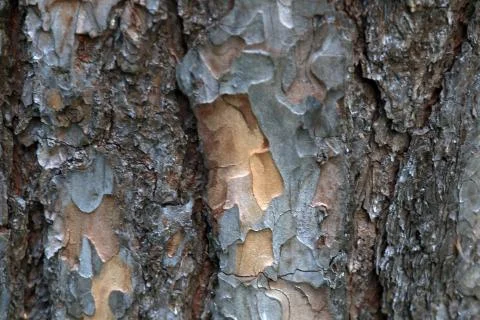 Interesting background of pine (pine bark), photographed close-up Stock Photos