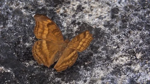 Interesting Brown Butterfly on a Rock. FullHD 1080p footage Stock Footage 82181053