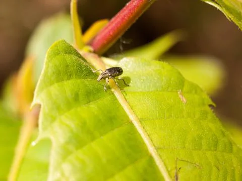 An interesting bug walking along a bright green leaf looking cool and produ.. Stock Photos