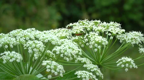 Interesting bugs on the hogweed blossom Stock Footage 64771597