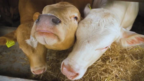 Interesting calves look at the camera and one of them sniffs it.  Vídeo Stock 179071642