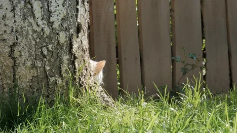 Interesting cat. The cat in the yard hid behind a tree and looks out from behind Stock Footage 128777377