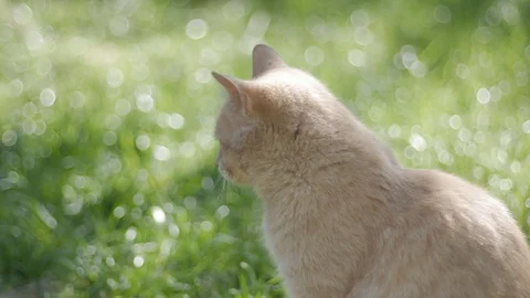 Interesting cat. The cat in the yard sits well. Bokeh Stock Footage 128777106