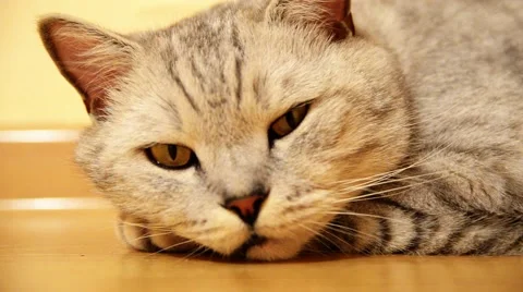 Interesting cat. Stock Footage 43845585