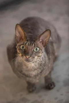 Interesting cat Stock Photos