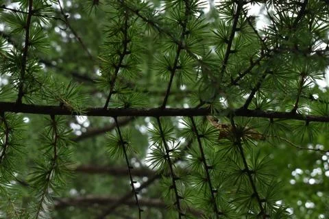 The interesting composition of the pine tree branches in Obihiro Japan Stock-Fotos