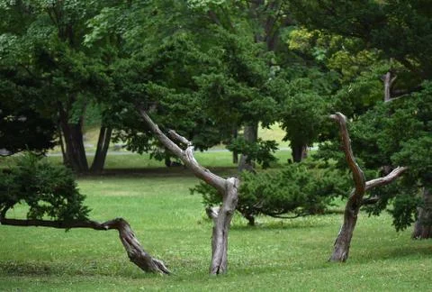 The interesting composition of the pine trees Stock Photos