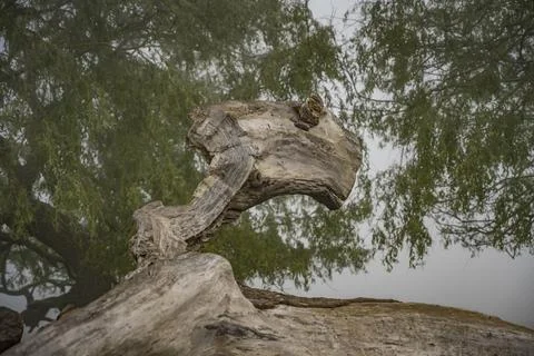 Interesting fallen tree shapes Foto stock