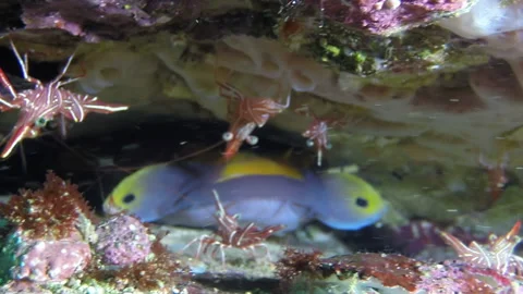Interesting fish between corals and sea shrimp around it underwater close-up. Stock Footage 235039861