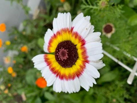 Interesting flower Stock Photos
