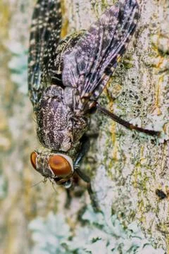 Interesting fly spotted Stock Photos