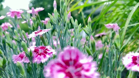 Interesting form of buds, on beautiful stems of spray carnations. Stock Footage 245056879