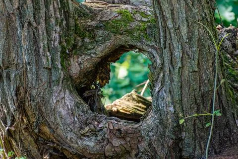 An interesting formation on a tree trunk with a view Stock Photos