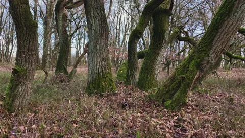 Interesting graphical set of oak trees at winter Stock Footage 217704705