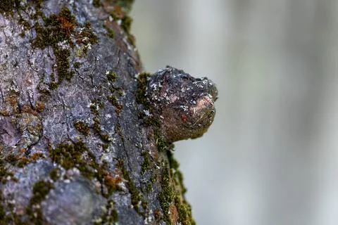 Interesting growth on an old tree trunk covered with fine green moss and lichens Stock Photos