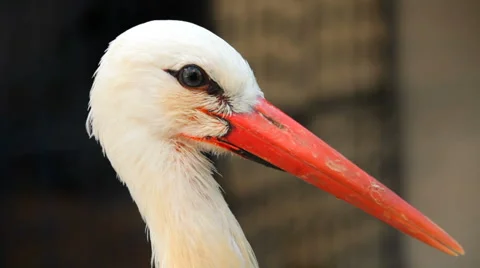 Interesting heron Stock Footage 3925351