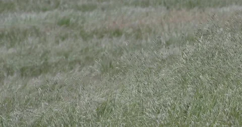Interesting looking grass blowing in Paso Robles California Stock Footage 49796555