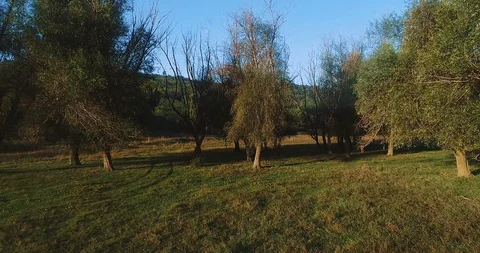 Interesting looking trees located in the middle of a meadow. Stock Footage 114435316