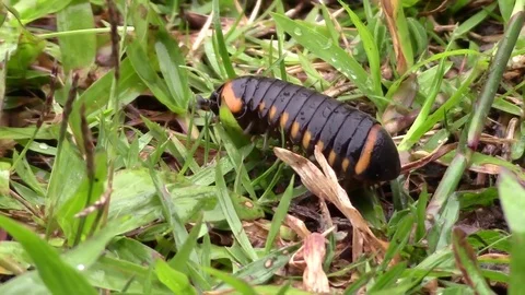 Interesting millipede moving in the wet grass, Thailand Stock Footage 81531834