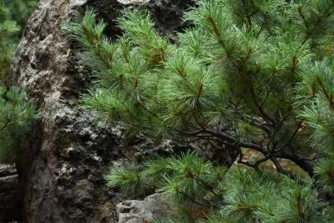 The interesting movement of the pine trees on the rock Stock Photos