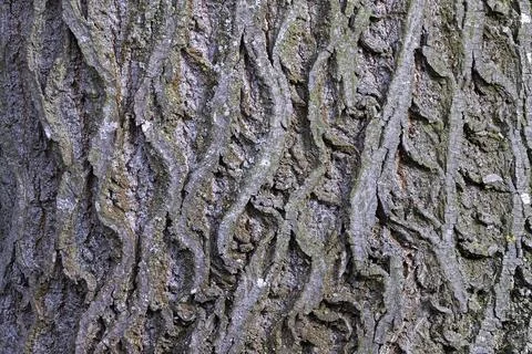 Interesting natural pattern on linden bark Stock Photos
