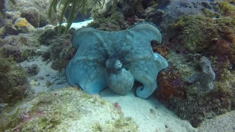 Interesting Octopus Display During Daytime Dive, Curacao, Netherlands Stock Footage 205235371