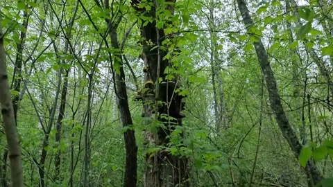 An interesting, old tree in Sigulda Gauja National Park. Stock Footage 302445451