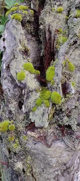 Interesting old tree stump covered with moss Stock Photos