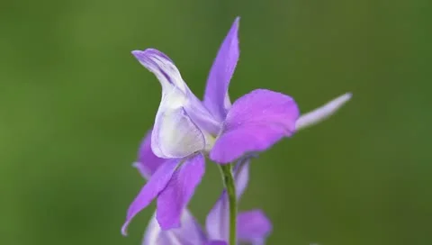 Interesting parma flower macro Vídeos de archivo 11203459