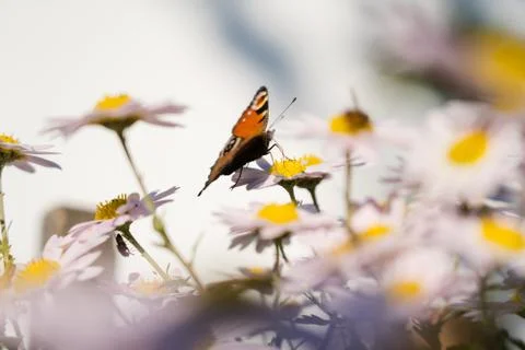 Interesting patchwork on butterfly's wing Stock Photos