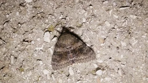 Interesting Pattern on Wings of Big Gray Night Butterfly Close up Stock Footage 66548820