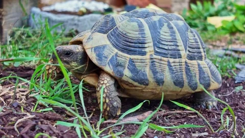 Interesting patterned terrestrial tortoise moving on a straw-like garden site. Stock Footage 315282308