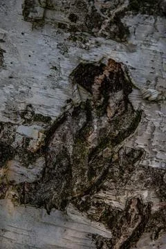 Interesting patterns in tree bark and birch wood, in a mountain forest, Stock Photos