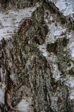 Interesting patterns in tree bark and birch wood, in a mountain forest, Stock Photos