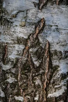 Interesting patterns in tree bark and birch wood, in a mountain forest, Stock Photos