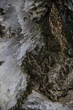 Interesting patterns in tree bark and birch wood, in a mountain forest, Stock Photos